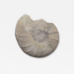 Large Prehistoric Ammonite - 4102050