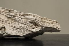 Large Prehistoric Natural Piece of Petrified Wood - 4468392