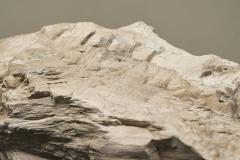 Large Prehistoric Natural Piece of Petrified Wood - 4468403