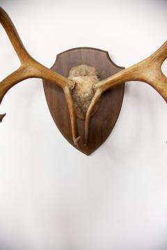 Large Set of Caribou Horns with Professional Mounting - 83724