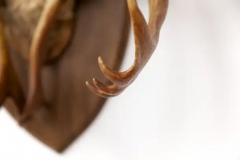 Large Set of Caribou Horns with Professional Mounting - 3178404