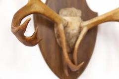 Large Set of Caribou Horns with Professional Mounting - 3178413