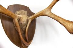 Large Set of Caribou Horns with Professional Mounting - 3178421