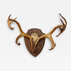 Large Set of Caribou Horns with Professional Mounting - 3178605