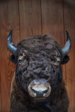 Large Taxidermy American Bison from Montana - 957943
