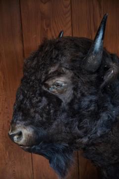 Large Taxidermy American Bison from Montana - 957944