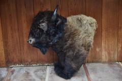 Large Taxidermy American Bison from Montana - 957945