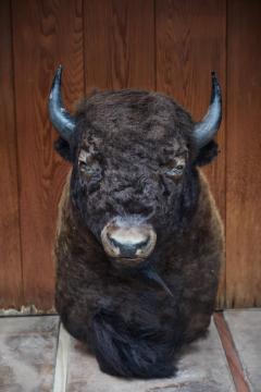 Large Taxidermy American Bison from Montana - 957946