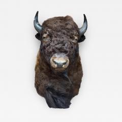Large Taxidermy American Bison from Montana - 958345