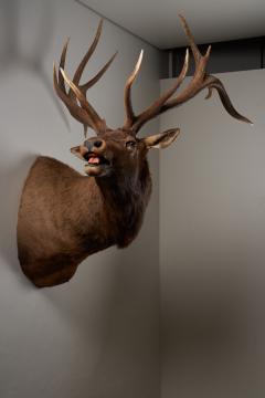 Large Taxidermy Elk Shoulder Mount - 4508420