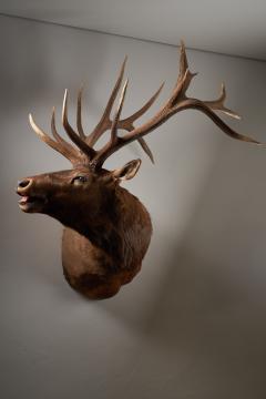 Large Taxidermy Elk Shoulder Mount - 4508424