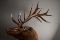 Large Taxidermy Elk Shoulder Mount - 4508425