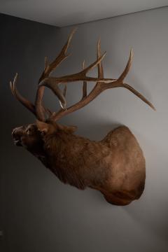Large Taxidermy Elk Shoulder Mount - 4508426