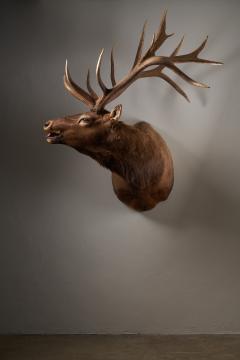 Large Taxidermy Elk Shoulder Mount - 4508427