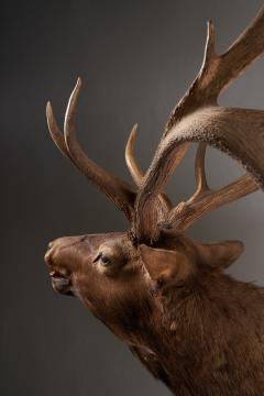 Large Taxidermy Elk Shoulder Mount - 4508428