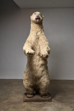 Large Taxidermy Full Body Polar Bear Mount 20th Century - 4508432