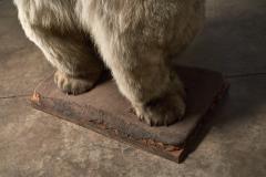 Large Taxidermy Full Body Polar Bear Mount 20th Century - 4508433