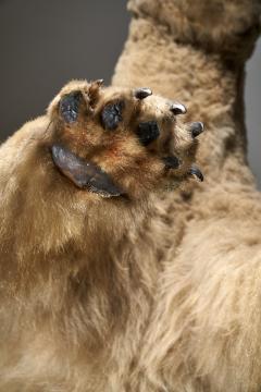 Large Taxidermy Full Body Polar Bear Mount 20th Century - 4508434