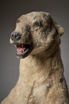 Large Taxidermy Full Body Polar Bear Mount 20th Century - 4508436