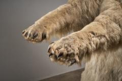 Large Taxidermy Full Body Polar Bear Mount 20th Century - 4508437