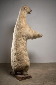 Large Taxidermy Full Body Polar Bear Mount 20th Century - 4508439
