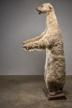Large Taxidermy Full Body Polar Bear Mount 20th Century - 4508440