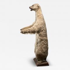 Large Taxidermy Full Body Polar Bear Mount 20th Century - 4508717