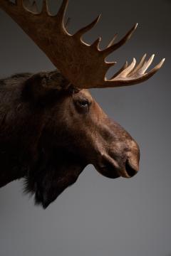 Large Taxidermy Moose Head Mount - 4508389