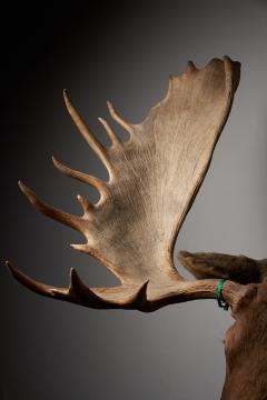 Large Taxidermy Moose Head Mount - 4508390