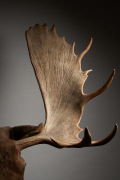 Large Taxidermy Moose Head Mount - 4508391