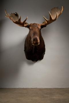Large Taxidermy Moose Head Mount - 4508393