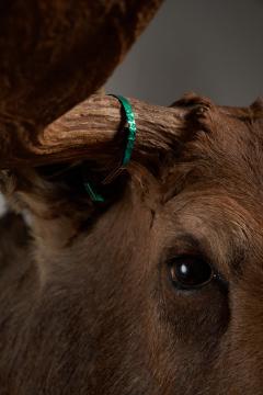 Large Taxidermy Moose Head Mount - 4508394