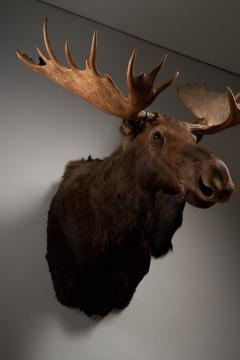 Large Taxidermy Moose Head Mount - 4508396