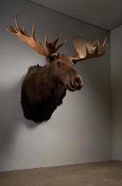 Large Taxidermy Moose Head Mount - 4508397