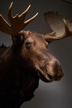 Large Taxidermy Moose Head Mount - 4508398