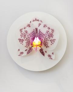 Orchis Exotica - Laura Hart's Neon-Illuminated Orchids From