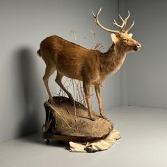 Life Size Taxidermy Full Body Deer on Faux ConcreteBase Barasingha - 3402770