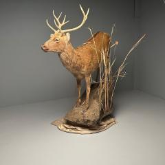 Life Size Taxidermy Full Body Deer on Faux ConcreteBase Barasingha - 3402772