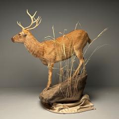 Life Size Taxidermy Full Body Deer on Faux ConcreteBase Barasingha - 3402773