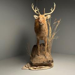 Life Size Taxidermy Full Body Deer on Faux ConcreteBase Barasingha - 3402776