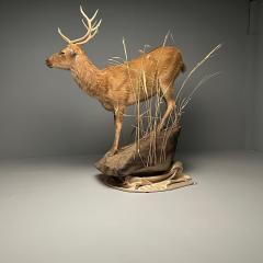 Life Size Taxidermy Full Body Deer on Faux ConcreteBase Barasingha - 3402778