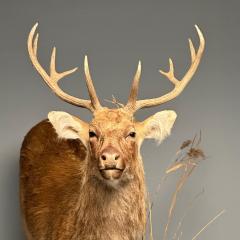 Life Size Taxidermy Full Body Deer on Faux ConcreteBase Barasingha - 3402779