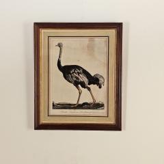 Linnaeus Engraving of an Ostrich Netherlands circa 1760 - 3632603
