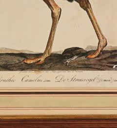Linnaeus Engraving of an Ostrich Netherlands circa 1760 - 3632607