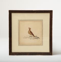 Lithograph of a Skylark England 19th C  - 3608376