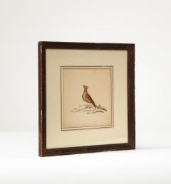 Lithograph of a Skylark England 19th C  - 3608377