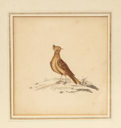 Lithograph of a Skylark England 19th C  - 3608378