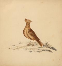 Lithograph of a Skylark England 19th C  - 3608379