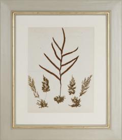 MARY ANN ARMSTRONG TWELVE 19TH CENTURY FRAMED PRESSED FERNS FROM NEW ZEALAND COLLECTED - 4313464