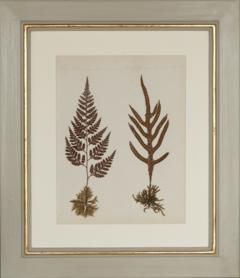 MARY ANN ARMSTRONG TWELVE 19TH CENTURY FRAMED PRESSED FERNS FROM NEW ZEALAND COLLECTED - 4313465